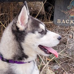 Siberian Huskies from Kates Methow Siberians