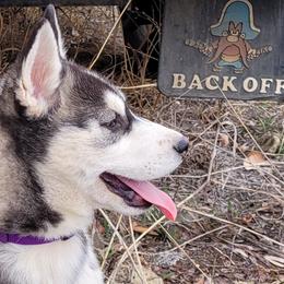 Siberian Huskies from Kates Methow Siberians
