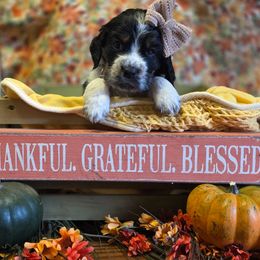 Tinsle - Tri-Roan female English Springer Spaniel puppy in Cookeville, Tennessee from Krossroads Kennel