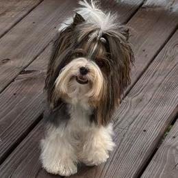 Mega Pint - Biewer Terrier
