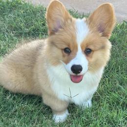 Kolt - White and red male Pembroke Welsh Corgi puppy in Cashion, Oklahoma from Shabby Chic Corgis