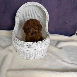 Kuma(AKC) - Red  male Poodle puppy in Moreno Valley, California from Yanni's Poodle