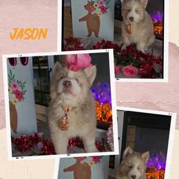 Jason - Brown and white male Siberian Husky puppy in Spring Hill, Florida from Whitmore Wolfpack LLC