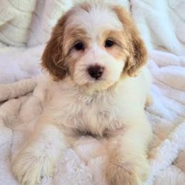Sandbar - Merle female Bernedoodle puppy in Cleveland, Georgia from Jam's Doodles And Poodles