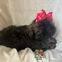 Vicki - Brindle female Shih Tzu puppy in Walkertown, North Carolina from Lil’ Bit’s Shih Tzu