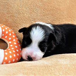 Boy 3 - Border Collie puppy in West Valley City, Utah from Field Stone Border Collies: FSBC