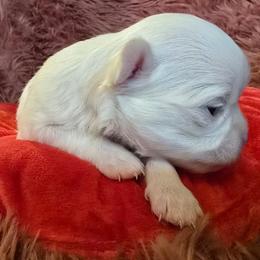 Diamond - White female Chihuahua puppy in Amity, Pennsylvania from Baxters Chihuahuas