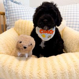 Motive - Black male Australian Labradoodle puppy in Valley Springs, California from Blue Denim Doodles