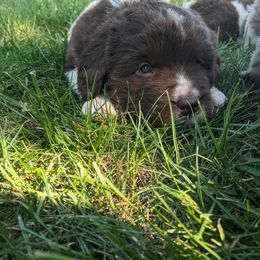 Paige - White and brown female Newfoundland puppy in Sugarcreek, Ohio from Wrinkles Rare Newfoundlands