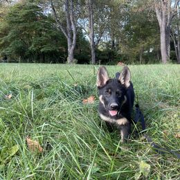 German Shepherd Puppies from Adelheid Shepherds