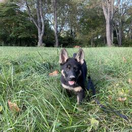 German Shepherd Puppies from Adelheid Shepherds
