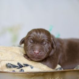 Dark Pink Girl - Chocolate female Labrador Retriever puppy in Williamston, Sc, South Carolina from Dutton Dog Co & Dalla Grazia Doberman