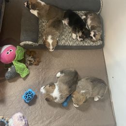 Pembroke Welsh Corgi Puppies from Stoutmeyer's Pembroke Welsh Corgis