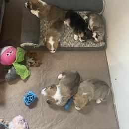 Pembroke Welsh Corgi Puppies from Stoutmeyer's Pembroke Welsh Corgis