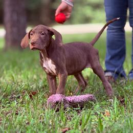 Espresso - Chocolate female Great Dane puppy in Montgomery, Texas from KD Sweet Southern Danes