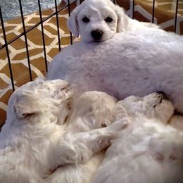 "4 weeks old" Bichon Frise Puppies from Baltimore Bichons