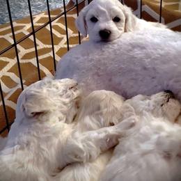 "4 weeks old" Bichon Frise Puppies from Baltimore Bichons