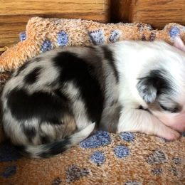 Miniature Australian Shepherd Puppies from Bline's Awesome Aussies
