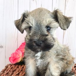 Miniature Schnauzers from Lucky Charmed Schnauzers