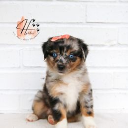 Miniature American Shepherd, Miniature Australian Shepherd, and Toy Australian Shepherd Puppies from Hydden Aussies