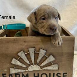 Silver teal collar - Silver female Dilute Retriever puppy in Teton County, Montana from East Front Labradors & Treasure State Schnauzers