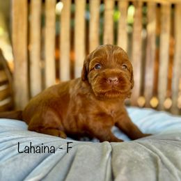Lahaina - Caramel red female Australian Labradoodle puppy in Morgan Hill, California from Loving Labradoodle