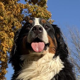 Bernedoodle puppies from Blue Belle Hills Bernedoodles