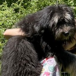 Goldendoodles and Golden Retrievers from Golden Puppies USA