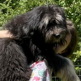 Goldendoodles and Golden Retrievers from Golden Puppies USA