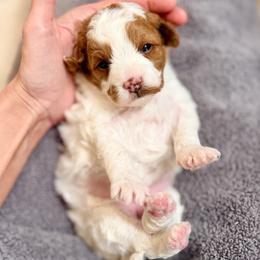 Cavapoo Puppies from Patriot Pups Cavapoos