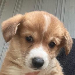 Green girl - Red female Pembroke Welsh Corgi puppy in Adairsville, Georgia from R&R Corgis