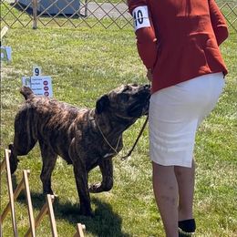 Boerboel All Grown Up from Romboel farm dogs