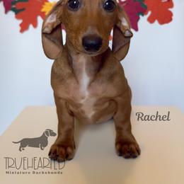 Rachel - Red female Dachshund puppy in Royse City, Texas from Truehearted Miniature Dachshunds
