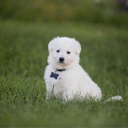 Black collar - White male Berger Blanc Suisse puppy in Chestnut, Illinois from Fireside Fernweh
