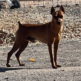 Leo - Miniature Pinscher