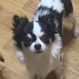Chihuahuas from Perfectly Pastel Chihuahuas