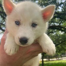 Donut - Sable and white female Siberian Husky puppy in College Station, Texas from Texas Siberian Husky Kennels (TSHK)