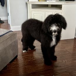 Assorted Doodle Crosses and Sheepadoodle Puppies from Sweet Creek Pups