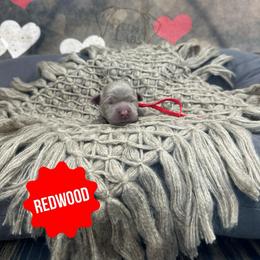Redwood - Silver male Dilute Retriever puppy in Forest City, Iowa from Helm Labs