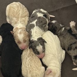 Bernedoodles from Tricia Bennett