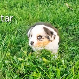 Star - Blue merle female Australian Shepherd puppy in Owensboro, Kentucky from JnT's Bluegrass Mini Aussies