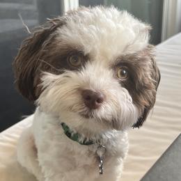 Luna - Havanese