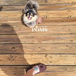 Tink - Pomeranian