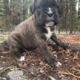 Toto - Brindle male Boxer puppy in Marion, Montana from Serendipity's European Boxers