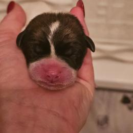 Girl 2 - White and tan female Russell Terrier puppy in Harvel, Illinois from Ruff and Tumble Russell Terriers