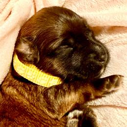 Yellow - Wheaten female Soft Coated Wheaten Terrier puppy in Gordonville, Texas from Serenity Valley Wheatens
