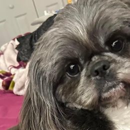 Skye - Shih Tzu