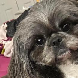 Skye - Shih Tzu
