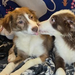 John - Brindle male Border Collie puppy in Fenton, Michigan from Darrowby Border Collies