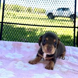 Girl 3 - Chocolate and tan female Dachshund puppy in Stilwell, Oklahoma from Ross Ranch Dachshunds